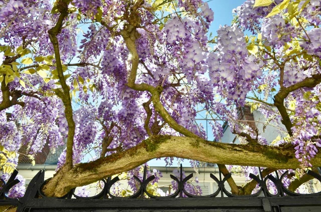 Bed and Breakfast Wisteria Fontainebleau Esterno foto