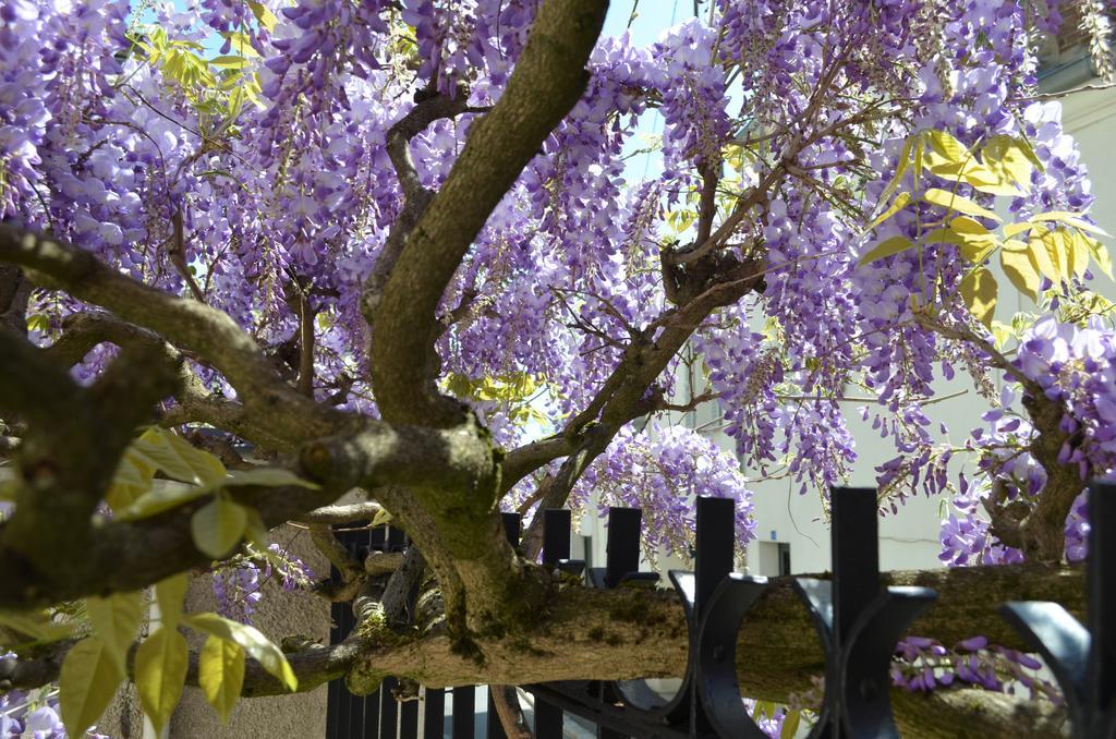 Wisteria Bed and Breakfast Fontainebleau Esterno foto